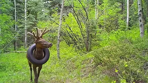 Un wapiti enfin libéré du pneu coincé autour de son cou depuis deux...
